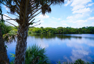 Palm Tree and Lake